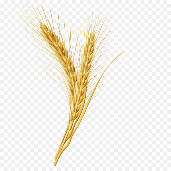 Emmer Cereal Grain 600x600 Emmer Cereal Grain