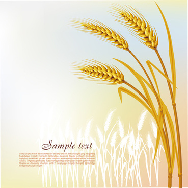 369x368 Wheat Grain Vector Free Vector Download