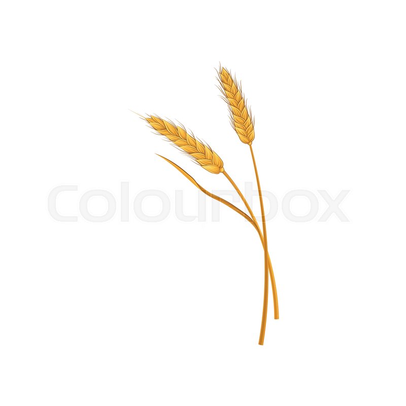 800x800 Two Dry Spikelets Of Wheat Grain Stock Vector Colourbox