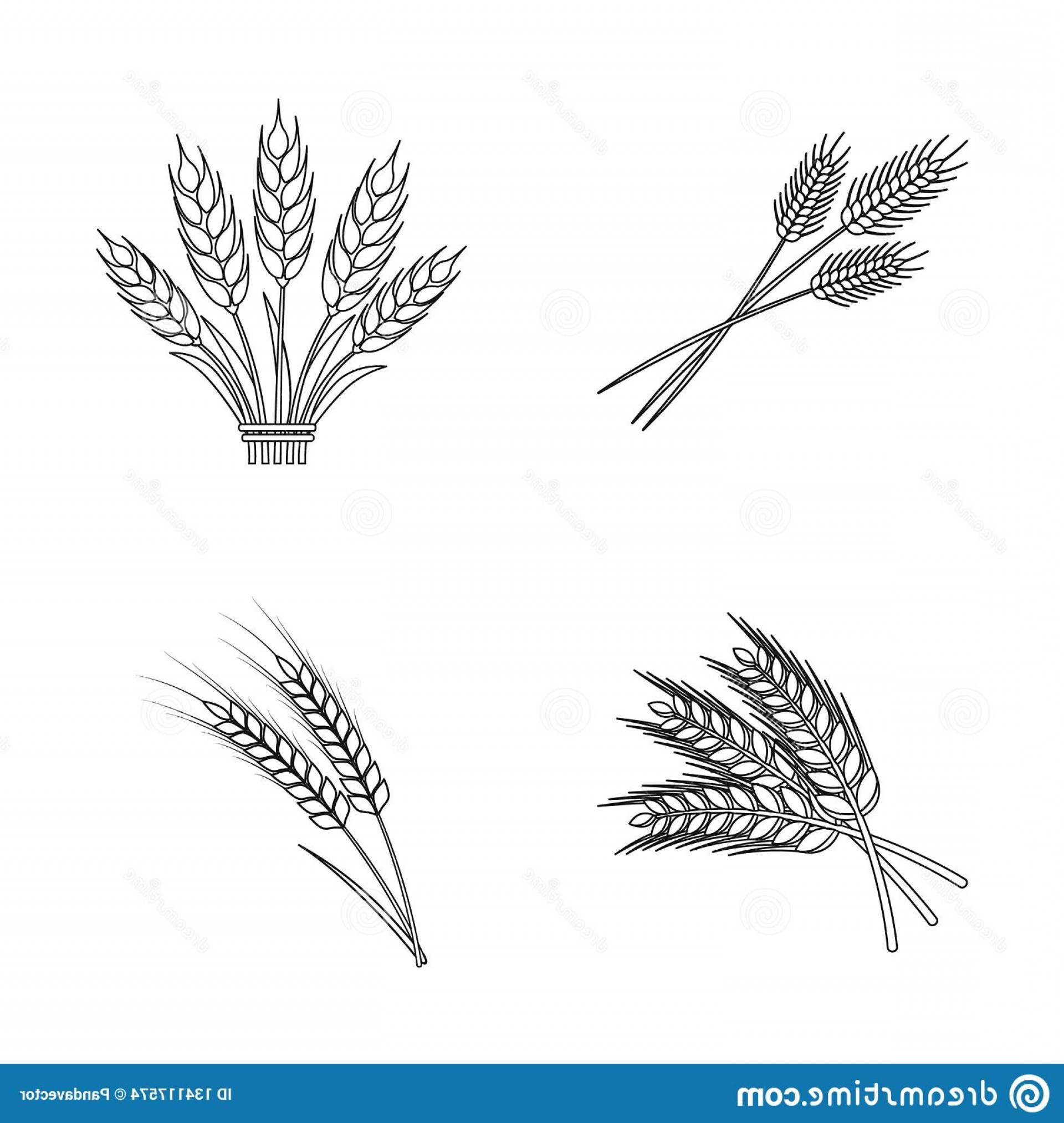 1920x2026 Vector Illustration Wheat Stalk Sign Collection Wheat Grain Stock