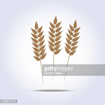 414x414 Wheat Vector Illustration Premium Clipart