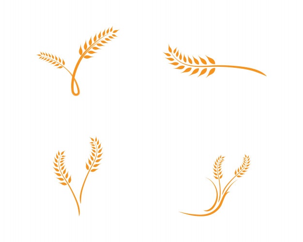 626x500 Wheat Vectors, Photos And Free Download