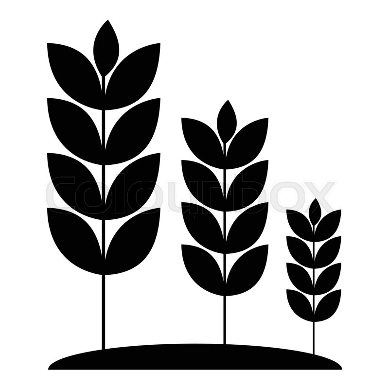 800x800 Wheat Germ Icon Simple Illustration Stock Vector Colourbox