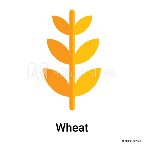 500x500 Wheat Icon Vector Sign And Symbol Isolated On White Background