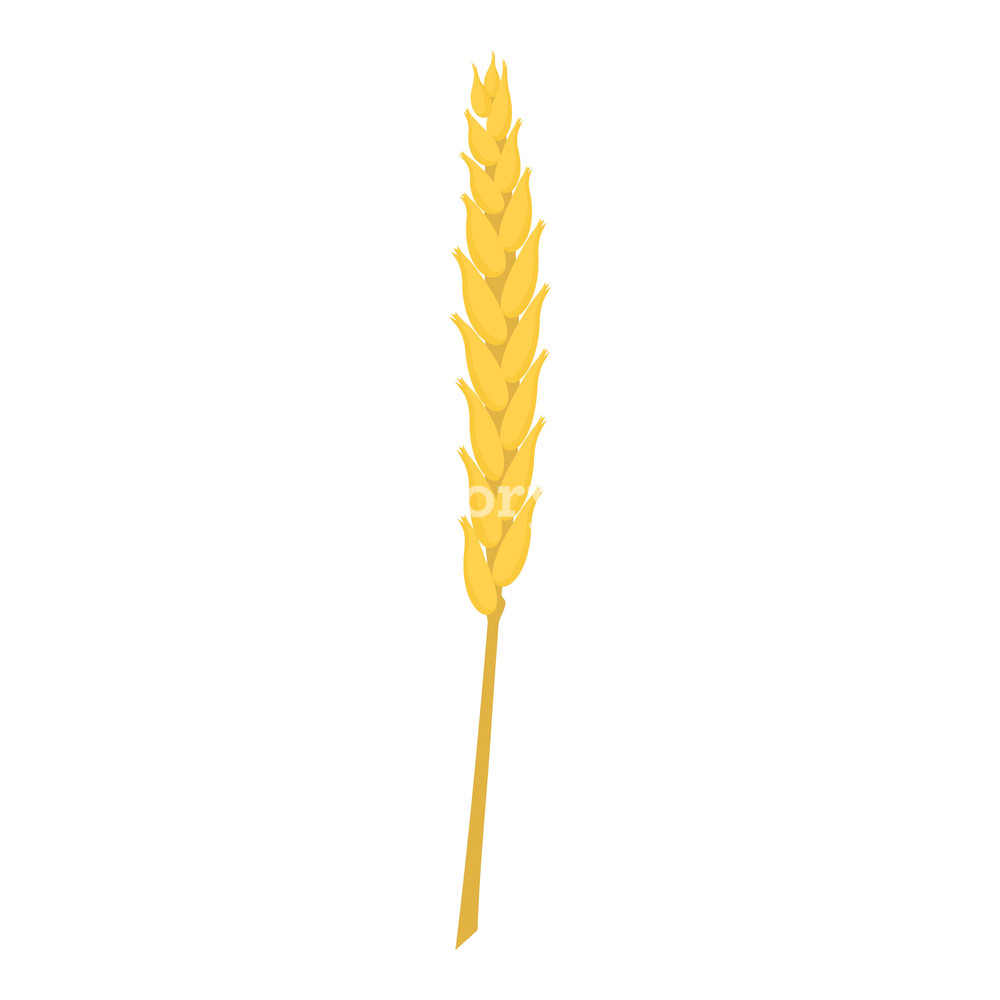 1000x1000 Wheat Icon Cartoon Illustration Of Wheat Vector Icon For Web