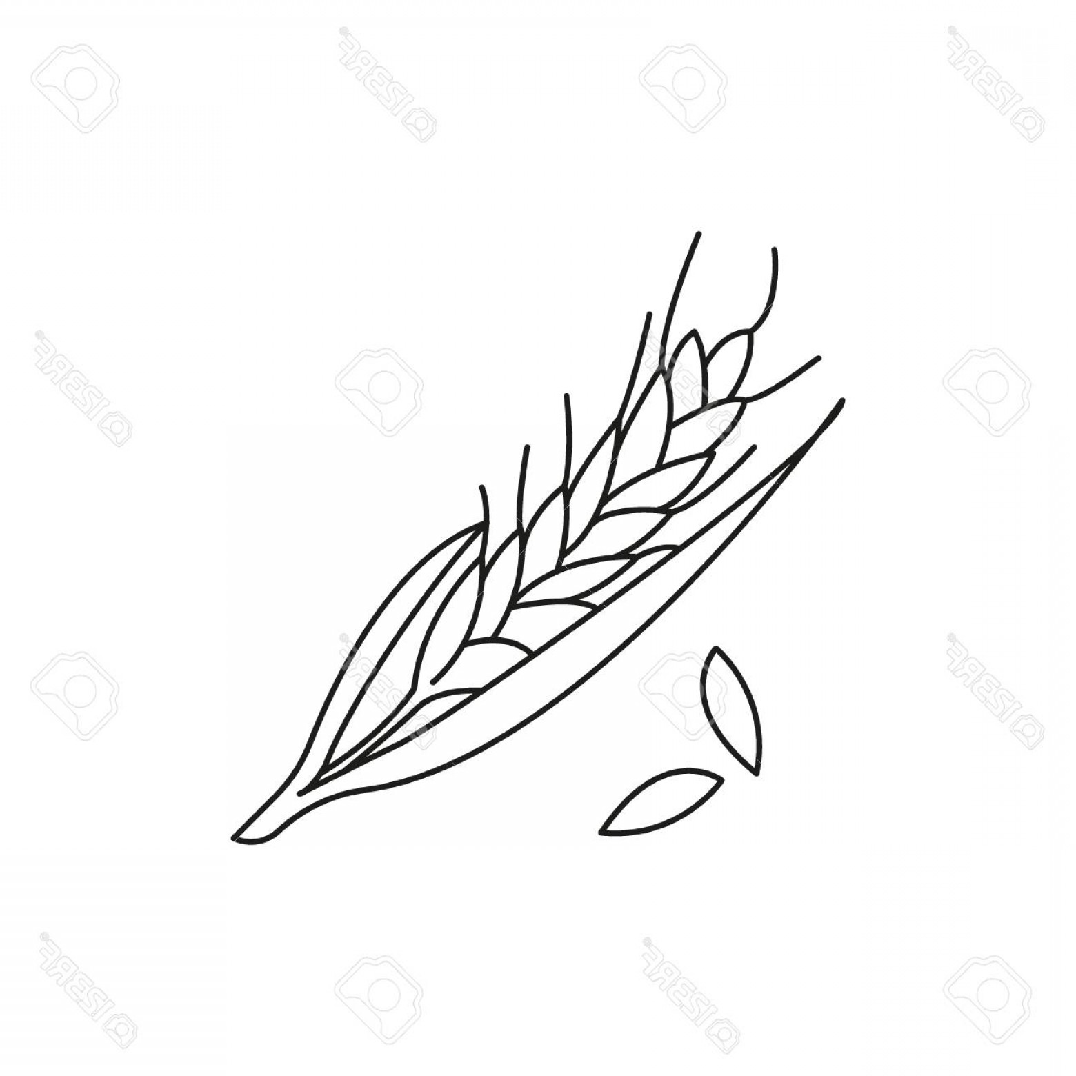 1560x1560 Photostock Vector Wheat Icon Outline Wheat Vector Icon For Web