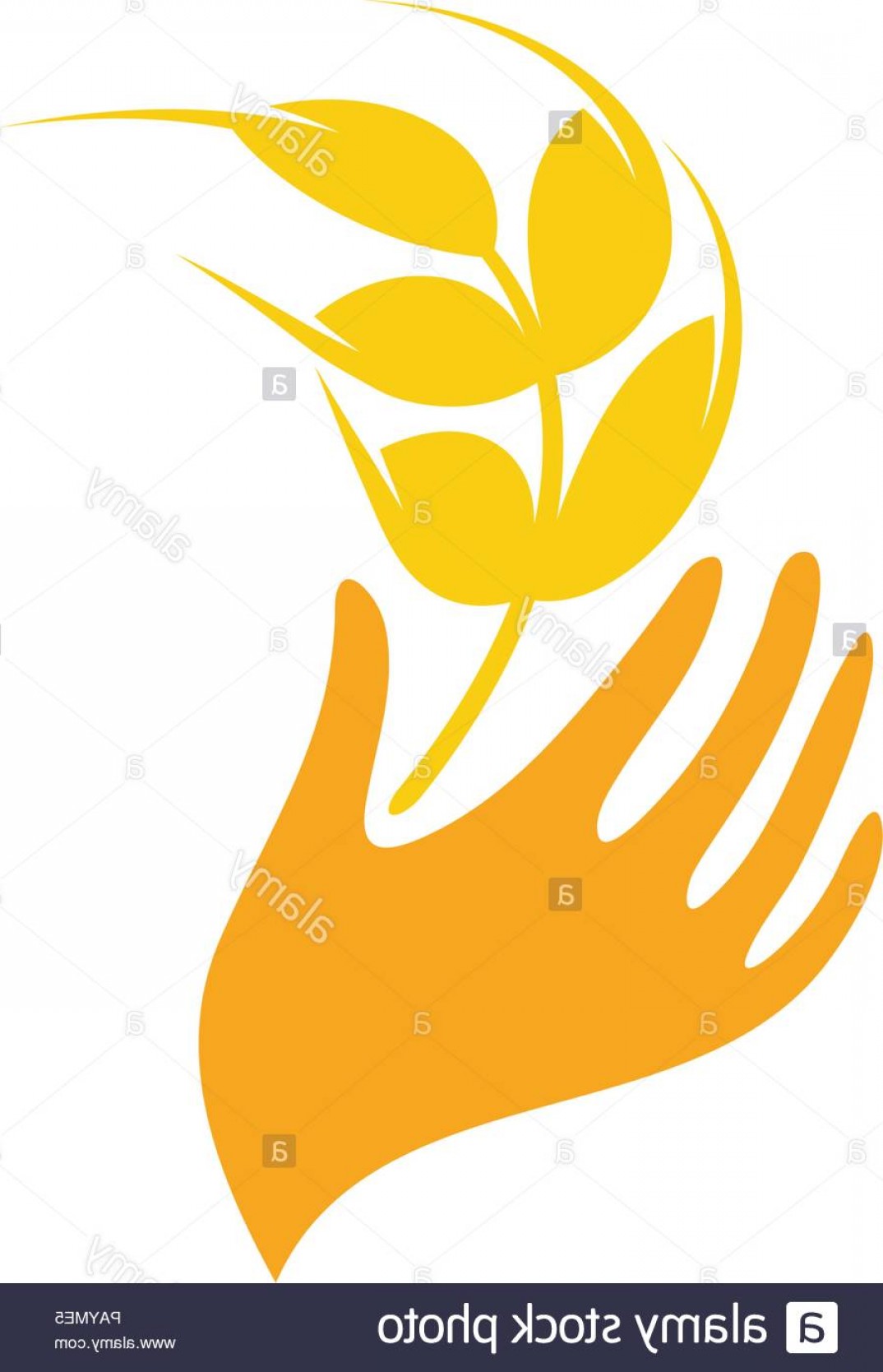 1074x1668 Wheat Logo Vector Design Grain Image Soidergi