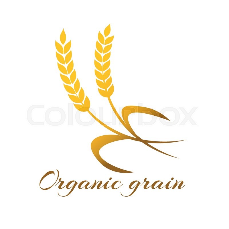 800x800 Wheat Ear Symbols For Logo Design Stock Vector Colourbox