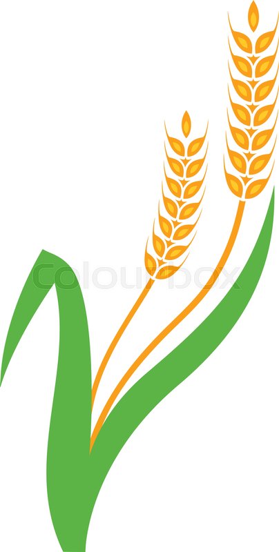 404x800 Agriculture Wheat Logo Template Vector Stock Vector Colourbox