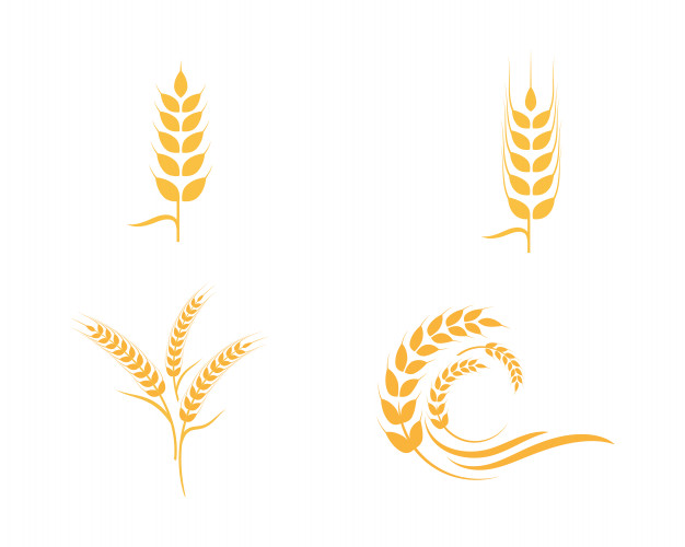 626x500 Agriculture Wheat Logo Template Vector Premium Download