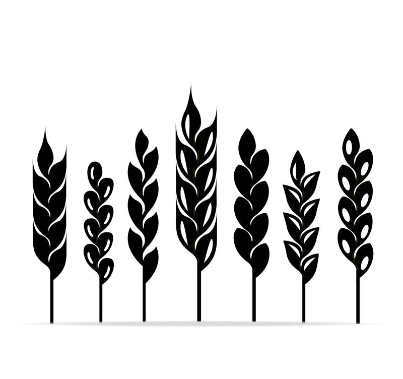 Wheat Stalk Vector at Vectorified.com | Collection of Wheat Stalk