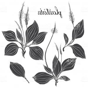 300x300 Photostock Vector Vector Silhouette Of Wheat Silhouette Wheat