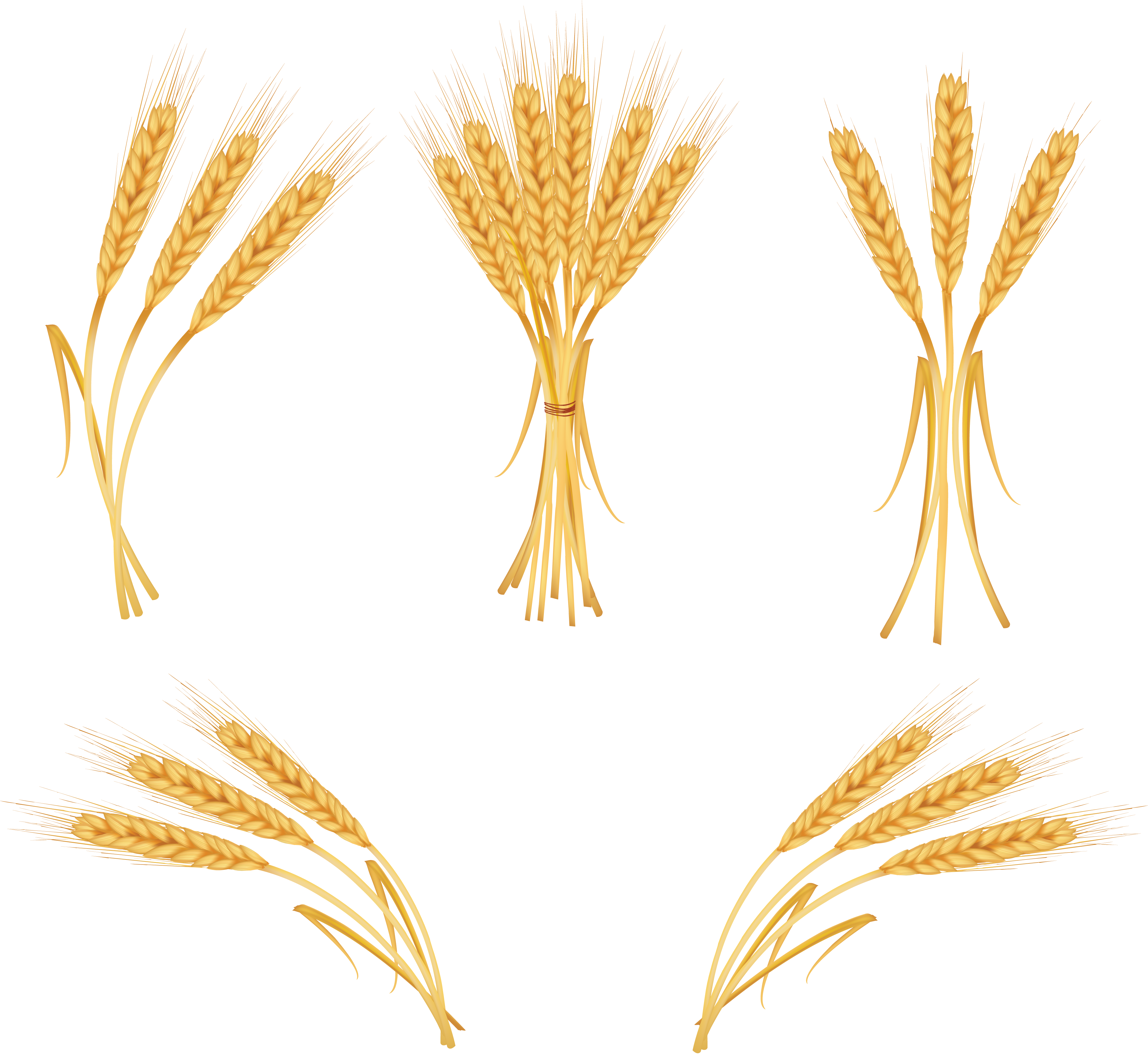 4112x3783 Render Wheat Drawing, Wheat Tattoo, Vector Free
