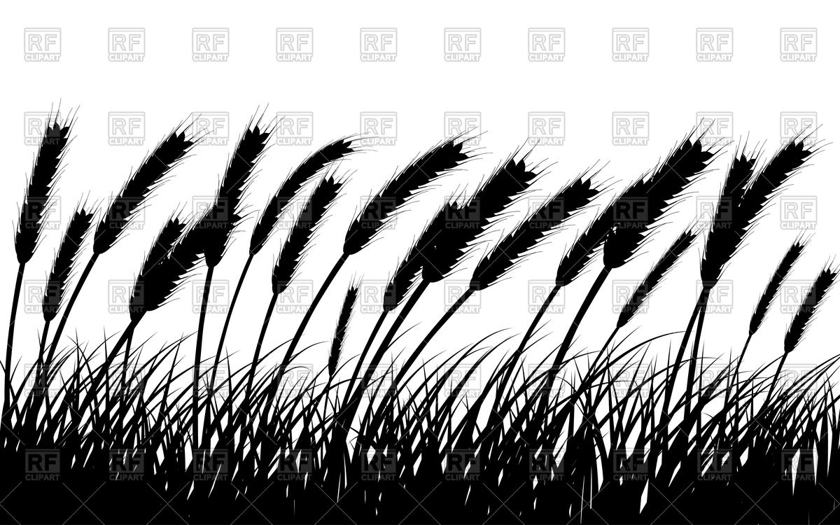 1200x750 Silhouette Of Wheat Ears Vector Image Of Plants And Animals