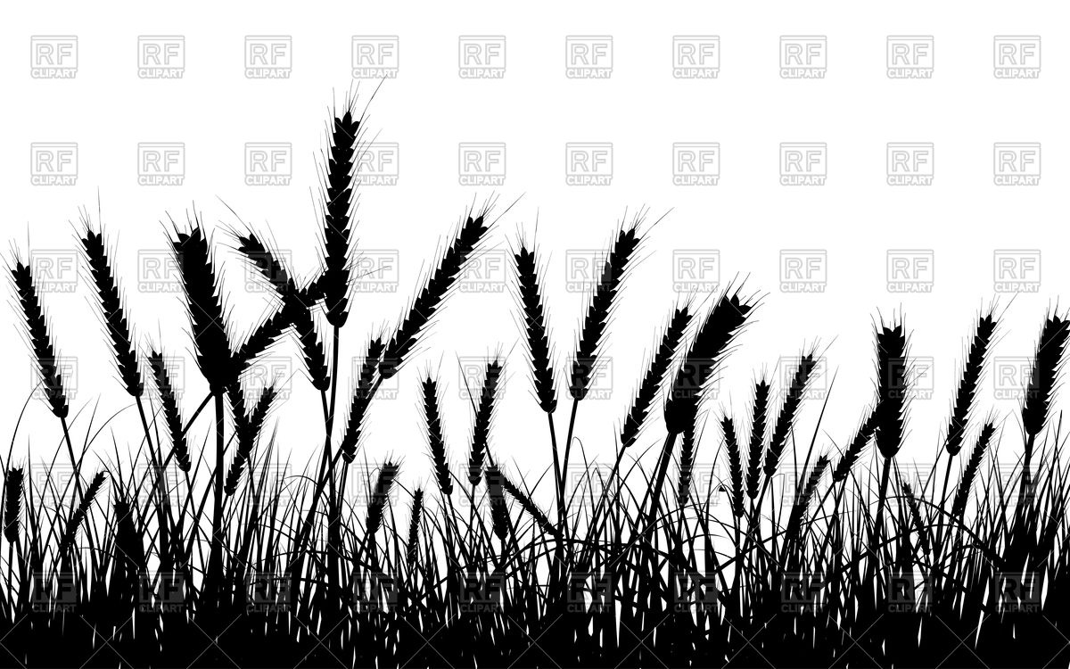 1200x750 Silhouette Of Wheat Spikes Vector Image Of Plants And Animals