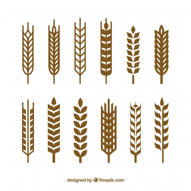 626x626 Silhouette Wheat Collection Vector Free Download