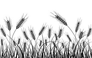 300x190 Vector Wheat Silhouette Silhouettes Vector Graphics