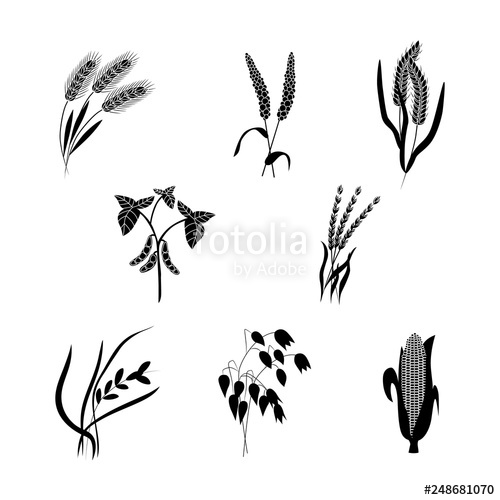 500x500 Vector Wheat Ears Black Silhouette Icon Organic Stock Image