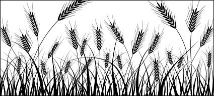 425x192 Wheat Silhouettes Vector Material