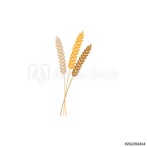 500x500 Vector Illustration Of Wheat, Rye Or Barley Ears Whole Grain