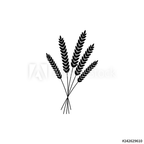 500x500 Vector Illustration Of Wheat, Rye Or Barley Ears With Whole Grain