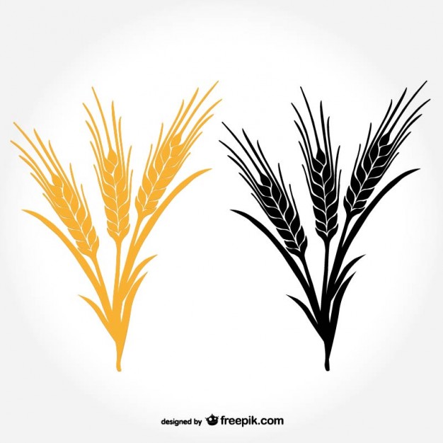 626x626 Ears Of Wheat Vector Free Download