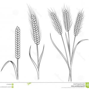 300x300 Stock Illustration Wheat Stalks Illustrations Set Vector Image