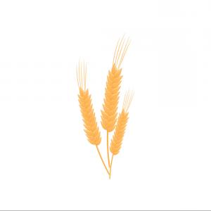 300x300 Three Realistic Stalks Wheat Vector Newwaysys