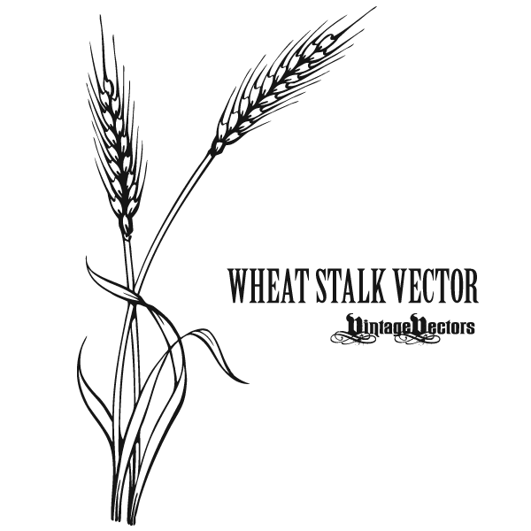 600x600 Vector Art Wheat Stalk Vintage Vectors