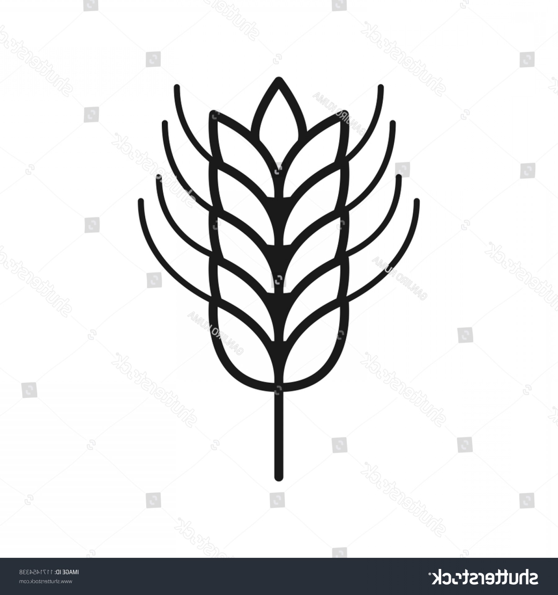 1800x1920 Wheat Stalk Icon Simple Design Isolate Newwaysys