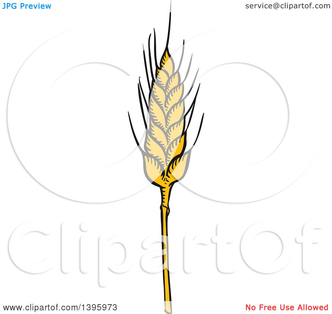 1080x1024 Clipart Of A Sketched Wheat Stalk