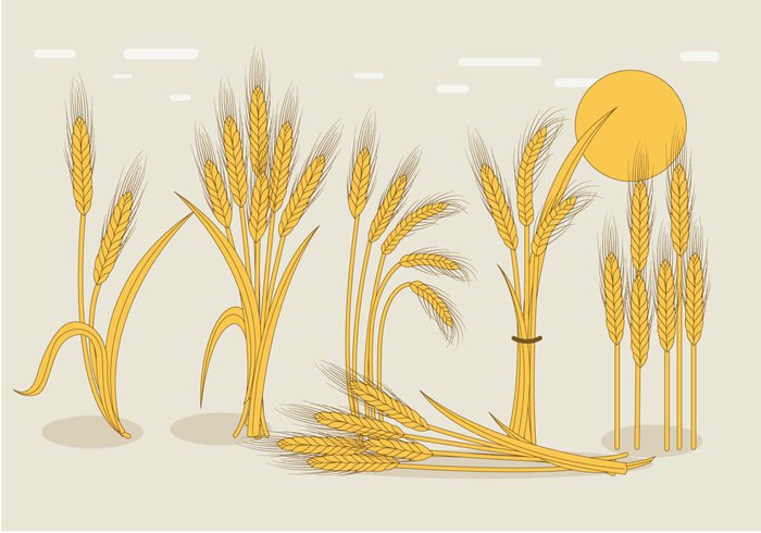 700x490 Wheat Stalk Vector