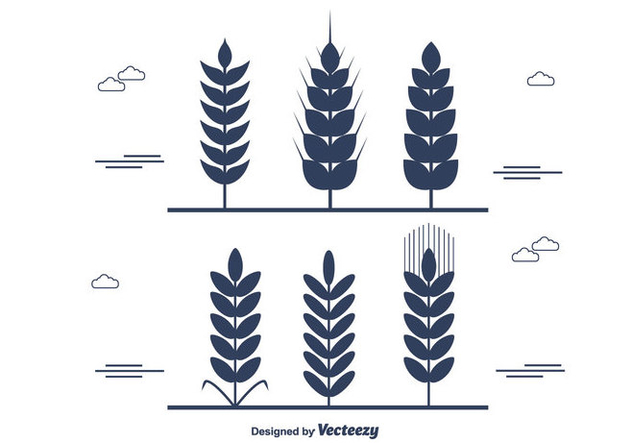 632x443 Wheat Stalk Vector Free Vector Download Cannypic