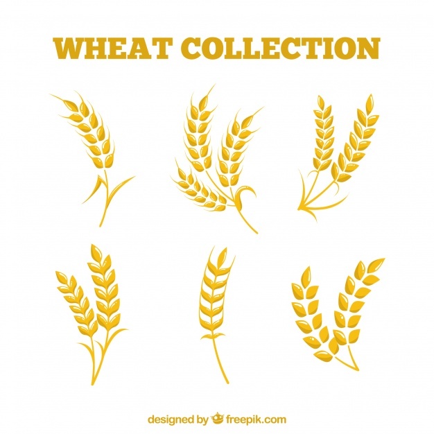 626x626 Wheat Vectors, Photos And Free Download