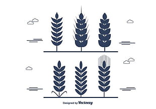 310x217 Wheat Stalk Vector Set Free Graphics Uihere