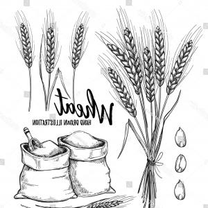 300x300 Hand Drawn Vector Illustration Wheat Tribal Hoodamathrun