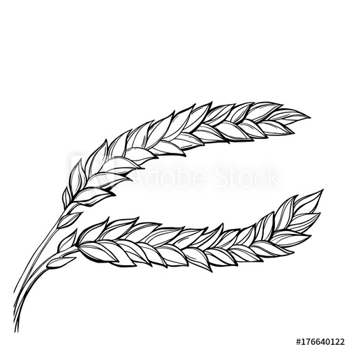 500x500 Hand Drawn Vector Set Of Ripe And Green Wheat Ears Elegant