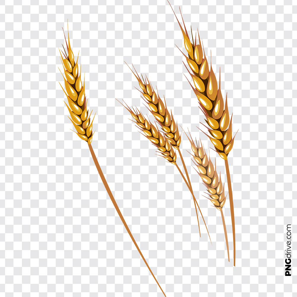 1000x1000 Grains Clipart Gold Wheat Vector Png Image