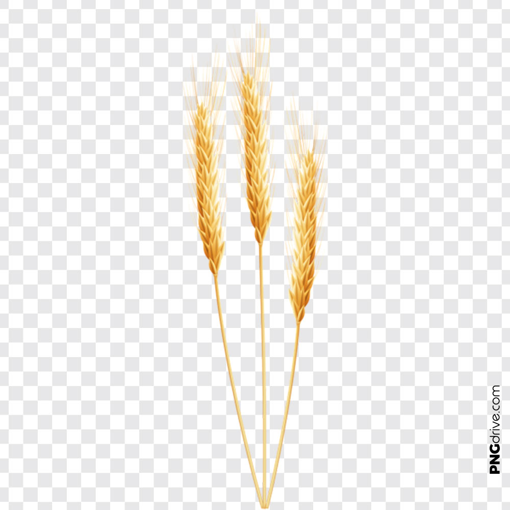 1000x1000 Png Clipart Grain Wheat Vector Png Image