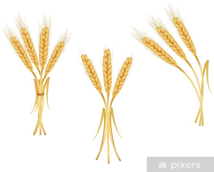 700x565 Some Ears Of Wheat Vector Wall Mural