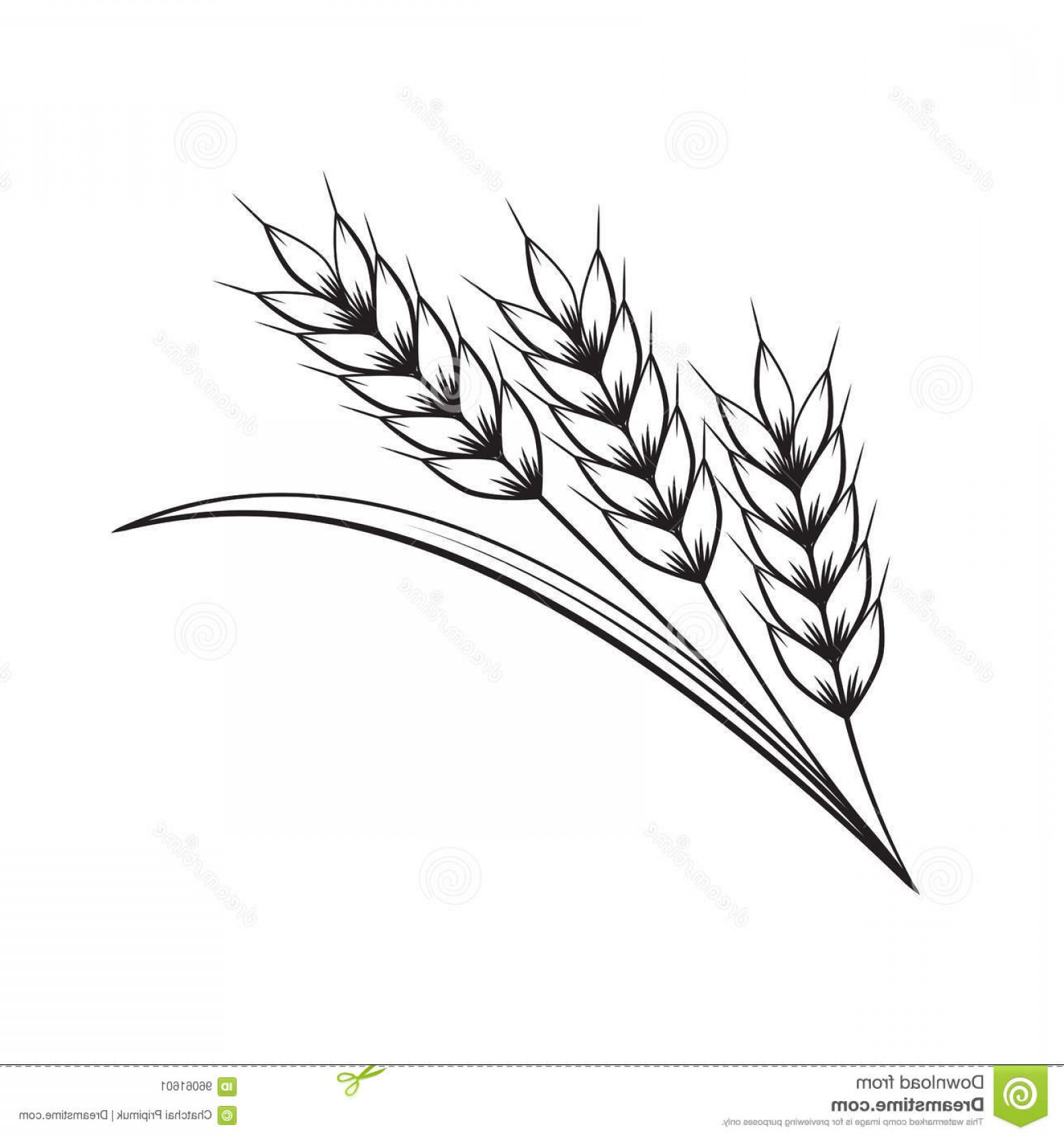 1560x1668 Stock Illustration Graphic Wheat Vector Illustration White