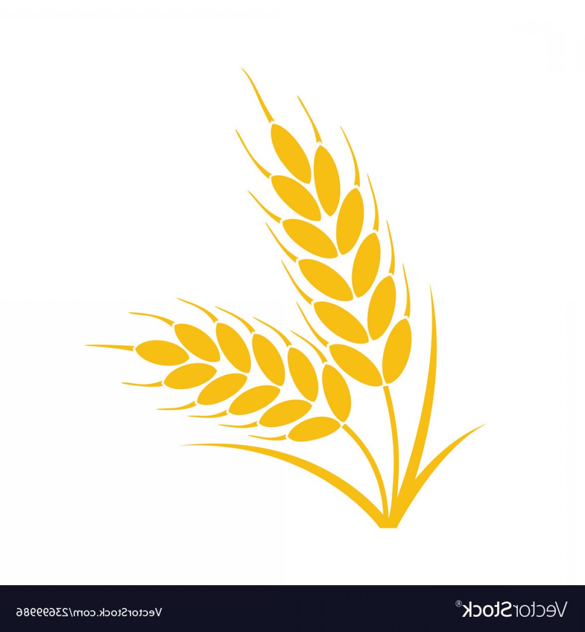 Wheat Vector at Vectorified.com | Collection of Wheat Vector free for