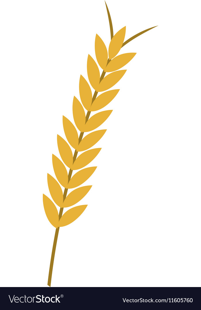 700x1080 Wheat Vector Free Download Clip Art
