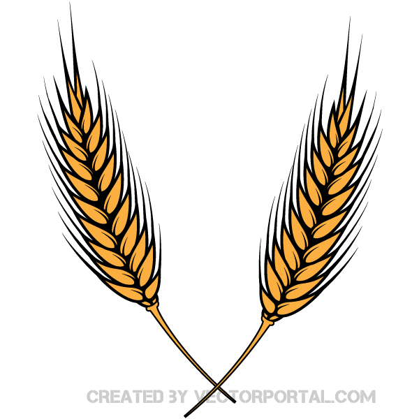 600x600 Wheat Vector Illustrator