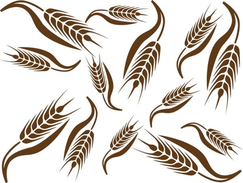 487x368 Wheat Free Vector Download