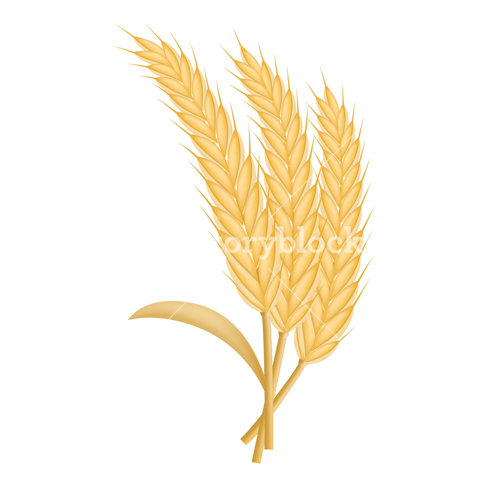 1000x1000 Eco Wheat Icon Realistic Illustration Of Eco Wheat Vector Icon