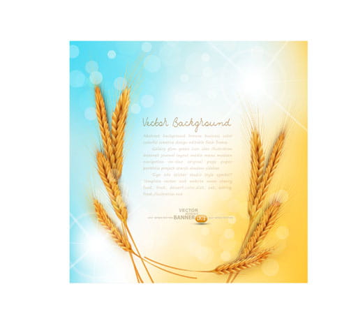 500x470 Golden Wheat Background Vector Set Free Graphics
