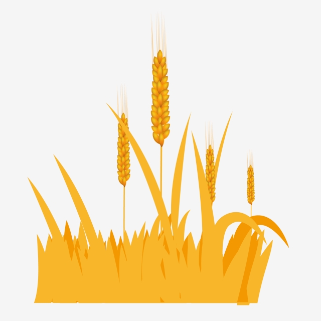 640x640 Mango Species Golden Food Wheat, Wheat, Wheat Ears Png