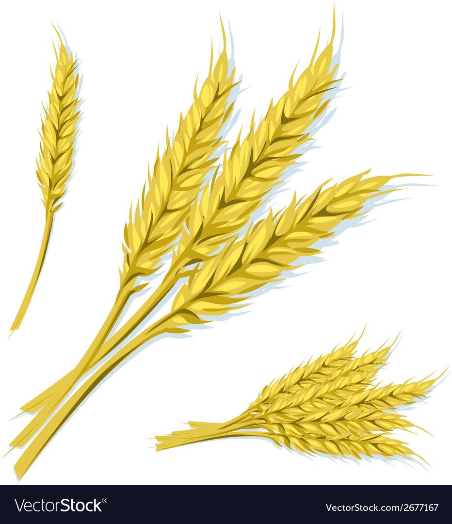 932x1080 Coloring Wheat Vector, Vector Free, Adobe Illustrator