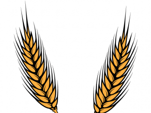 310x233 Wheat Illustration Free Vectors Ui Download